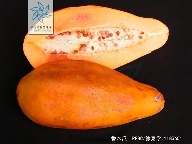 番木瓜app改名叫什么了缩略图