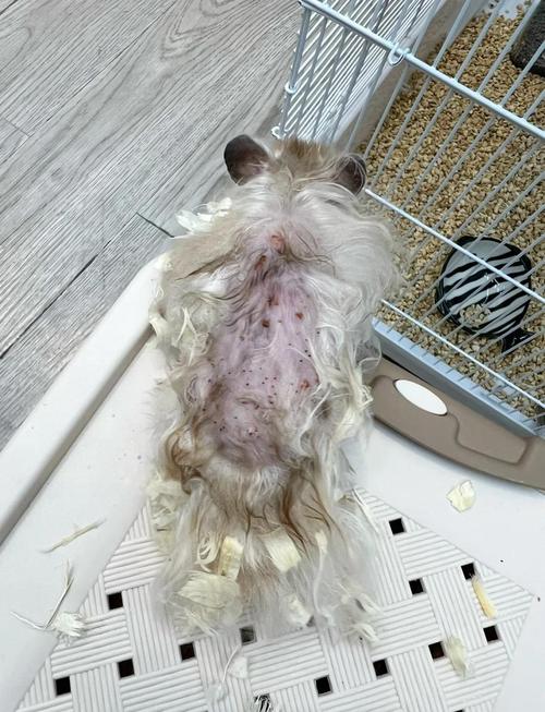 仓鼠血螨清除小妙招