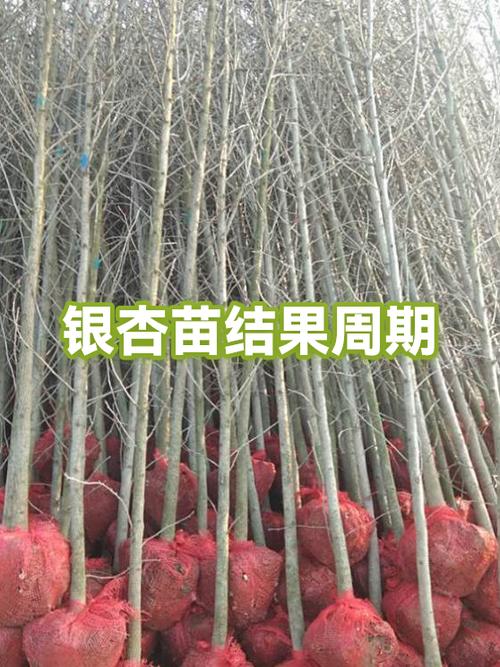 银杏树苗种多久才发芽缩略图