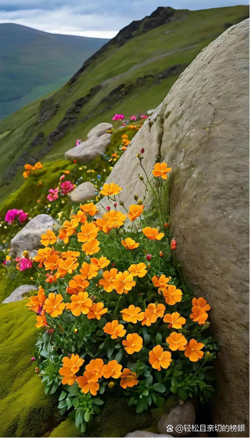陌上花是什么花图标