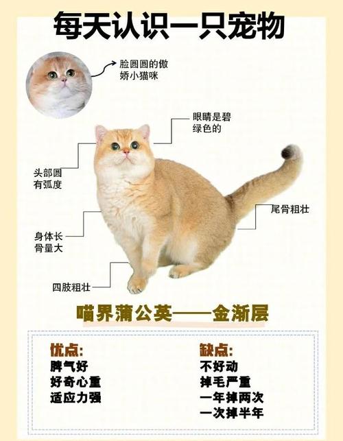 区分金渐层颜色的方法缩略图