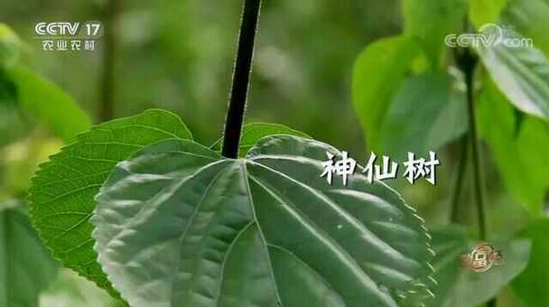 绿叶是靠什么赚钱的