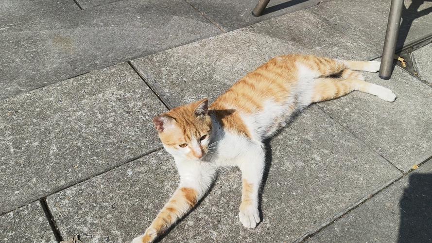 晒猫朋友圈图标