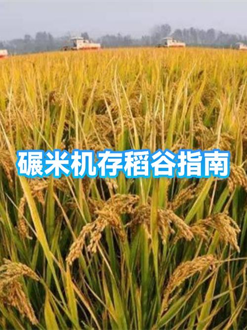 稻谷如何储存
