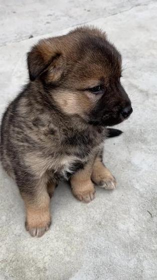 笨狗