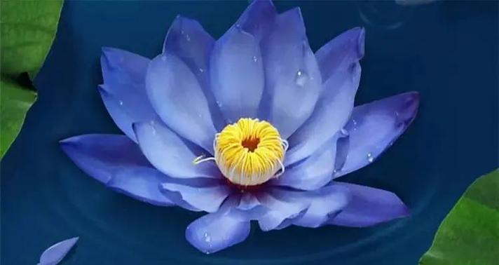 睡莲花的寓意和象征缩略图