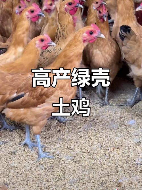 苏禽绿壳蛋鸡产蛋率游戏截图