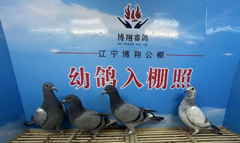 中信网各地赛鸽公棚图标