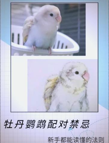 牡丹鹦鹉换配偶的正确方法