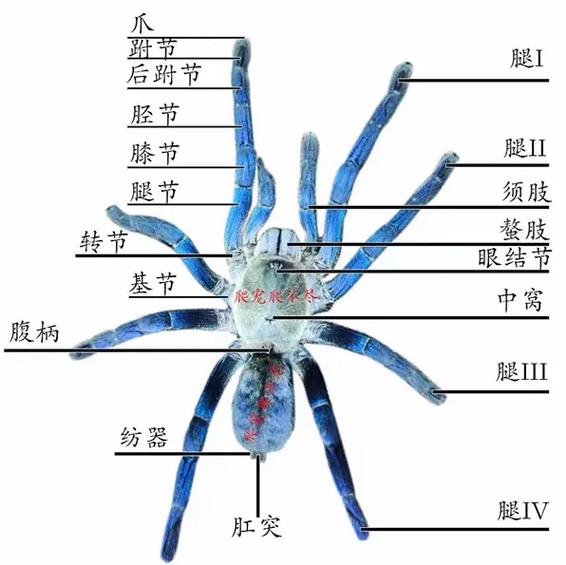 蜘蛛爬墙的预防方法缩略图