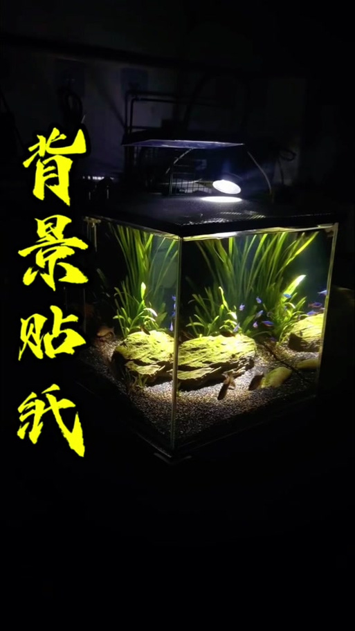 鱼缸贴背景还是不贴好缩略图