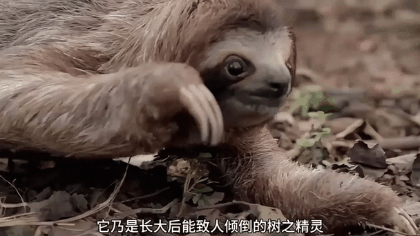 树懒为什么那么慢图标