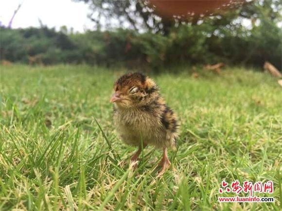 小野鸡叫声缩略图