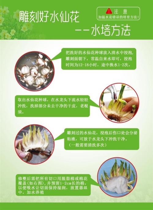 水仙花怎么种植方法图标