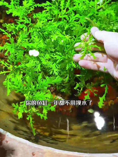 鱼缸水发黄怎么办