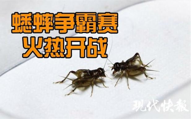 什么蛐蛐打架最厉害