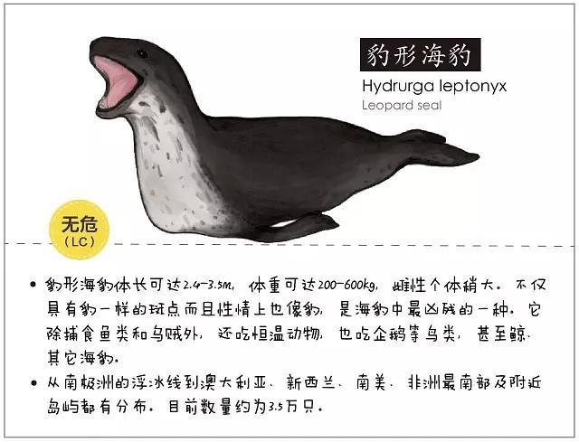 海豹0607海豹区别缩略图
