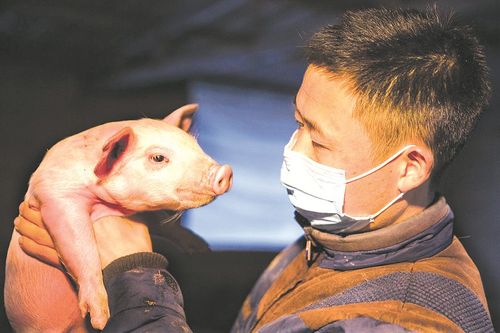 养猪加盟
