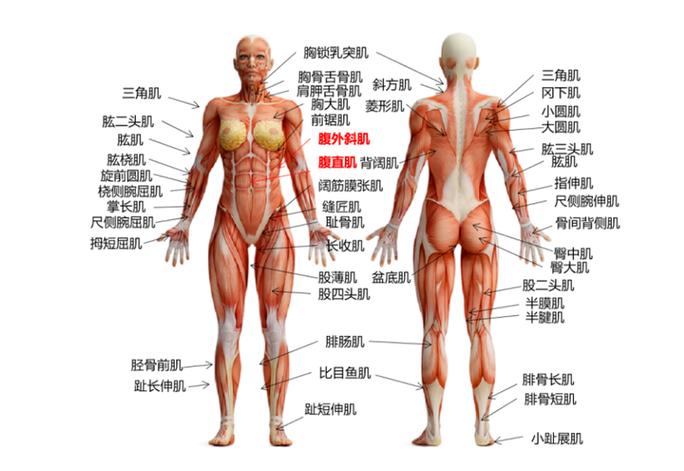 人体骨骼肌图片缩略图