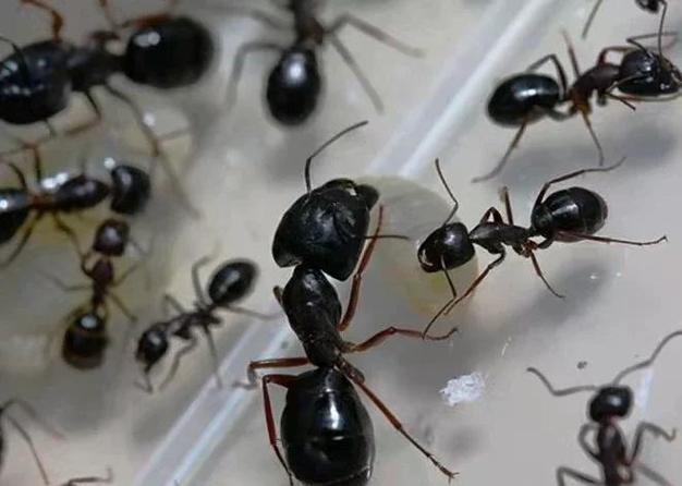 蚂蚁点吧缩略图