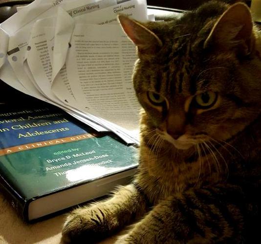 猫儿看书缩略图