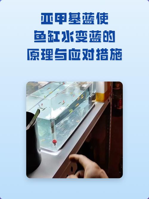 鱼缸蓝水发蓝要警惕