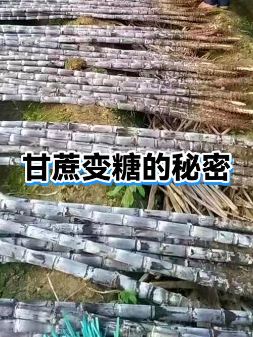 糖放久了会坏吗图标