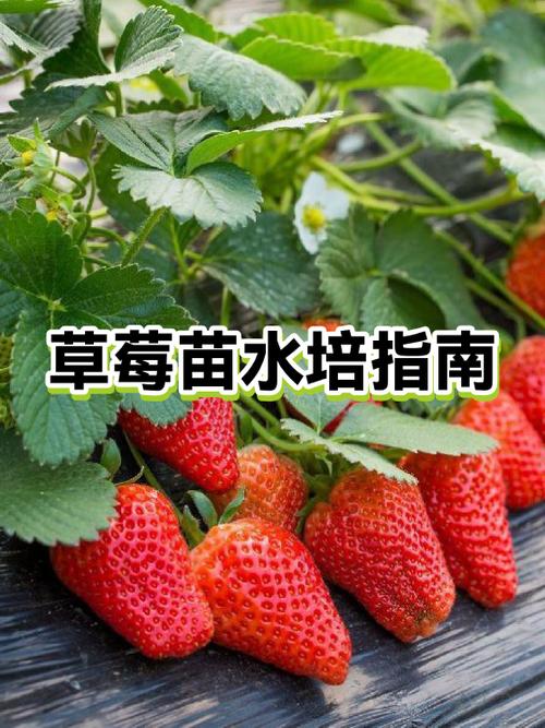 草莓最贵三个品种缩略图