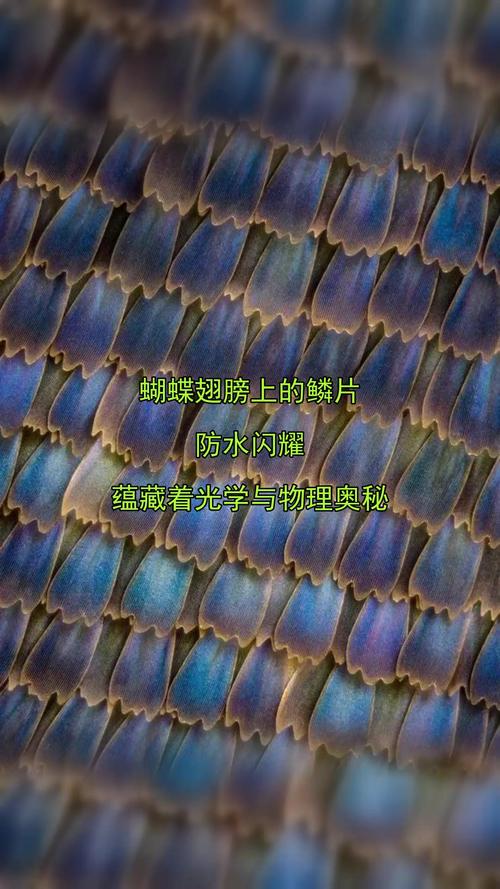 美丽鳞片是如何产生的缩略图