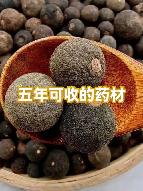 人参蜜宝的功效缩略图