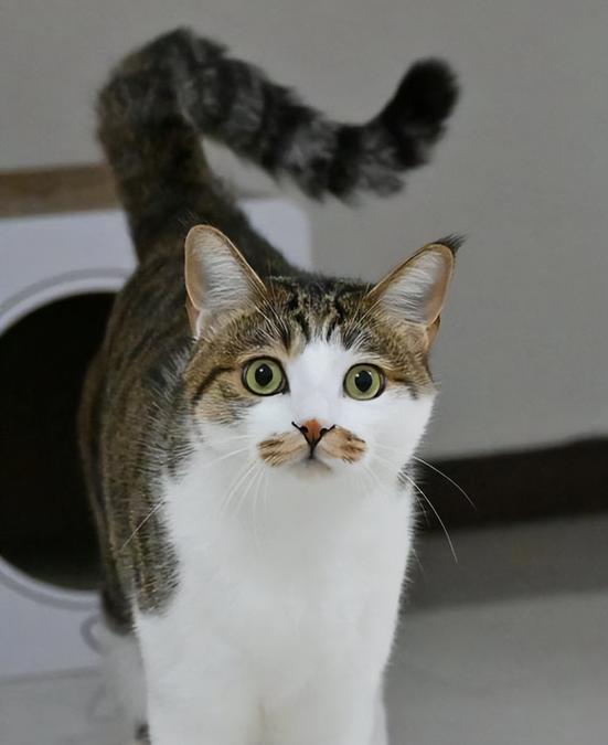 十大最好养猫排名缩略图