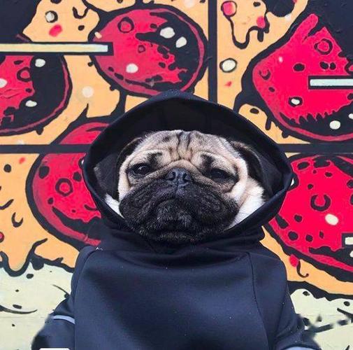 巴哥犬情侣头像