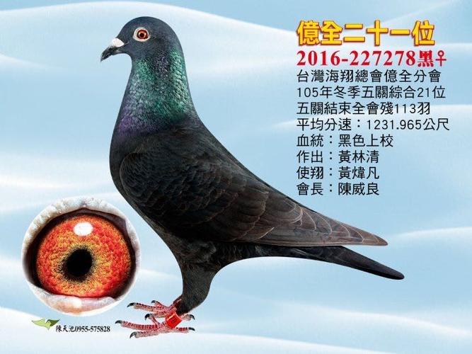 黑公鸽子最佳配对图标