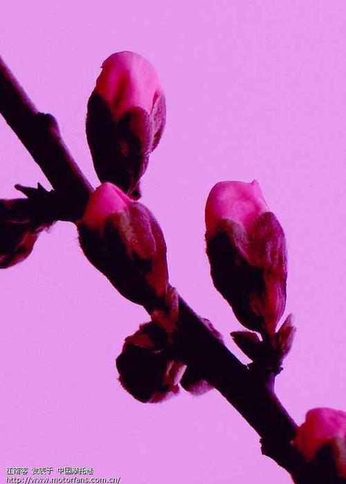 血色桃花图标