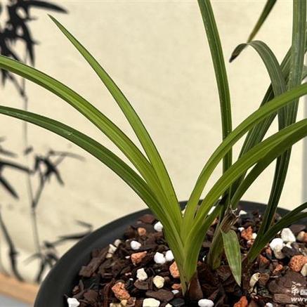 青花瓷的图案和花纹