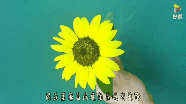 向日葵妈妈赚钱缩略图