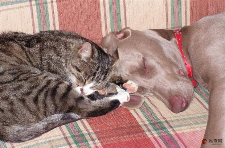 猫狗同养禁忌缩略图