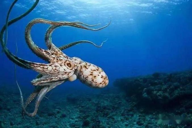 海洋霸主之争的原因