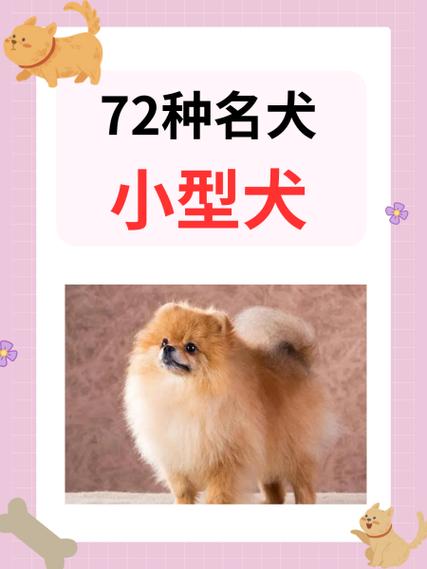 名犬品种大全及图片缩略图