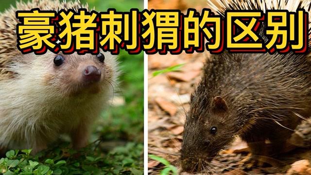 豪猪网转发文章赚钱游戏截图