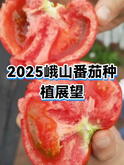 2025番茄签约越来越难了吗