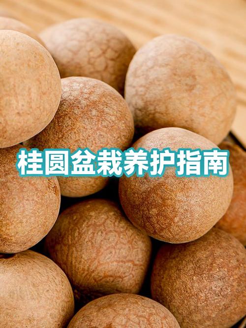 桂圆的作用以及功效