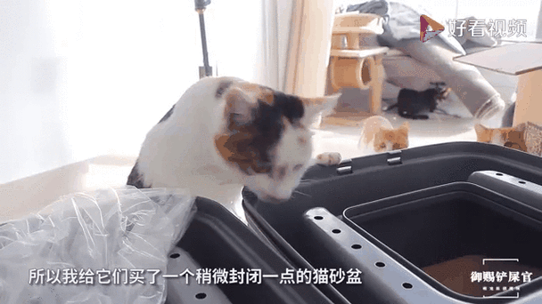 小橘猫进屋十大预兆缩略图