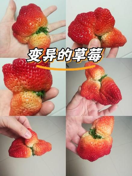 草莓转赚钱吗游戏截图