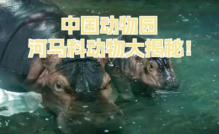 河马资料简介缩略图