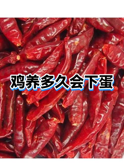 养鸡多久可以下蛋缩略图