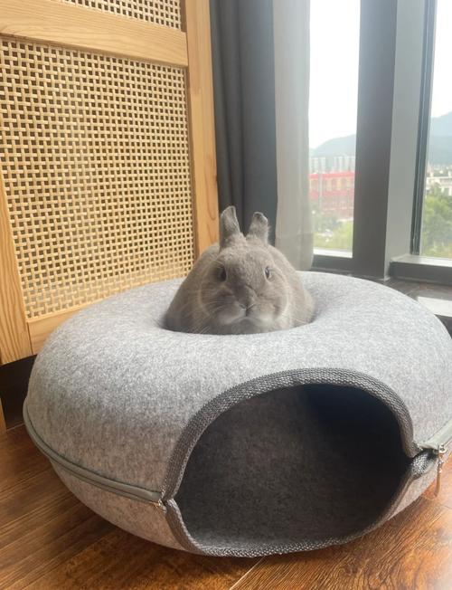 兔子窝最新版缩略图