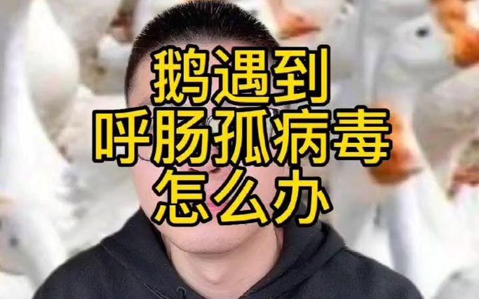 小鹅呼肠孤怎么处理