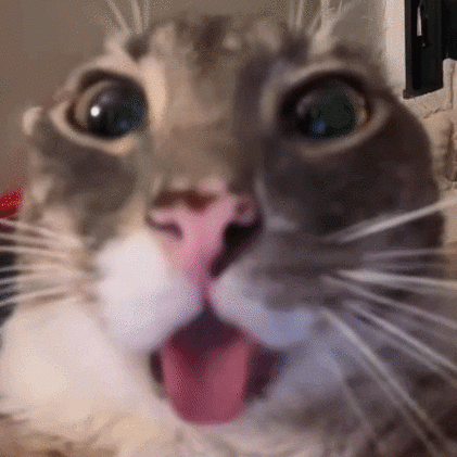猫咪搞笑动图表情包第二弹游戏截图