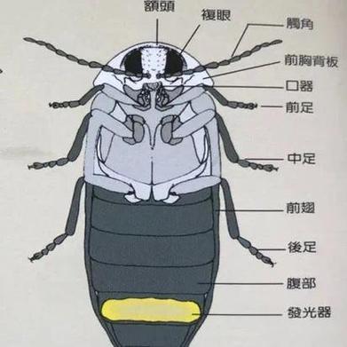 萤火虫的身体结构